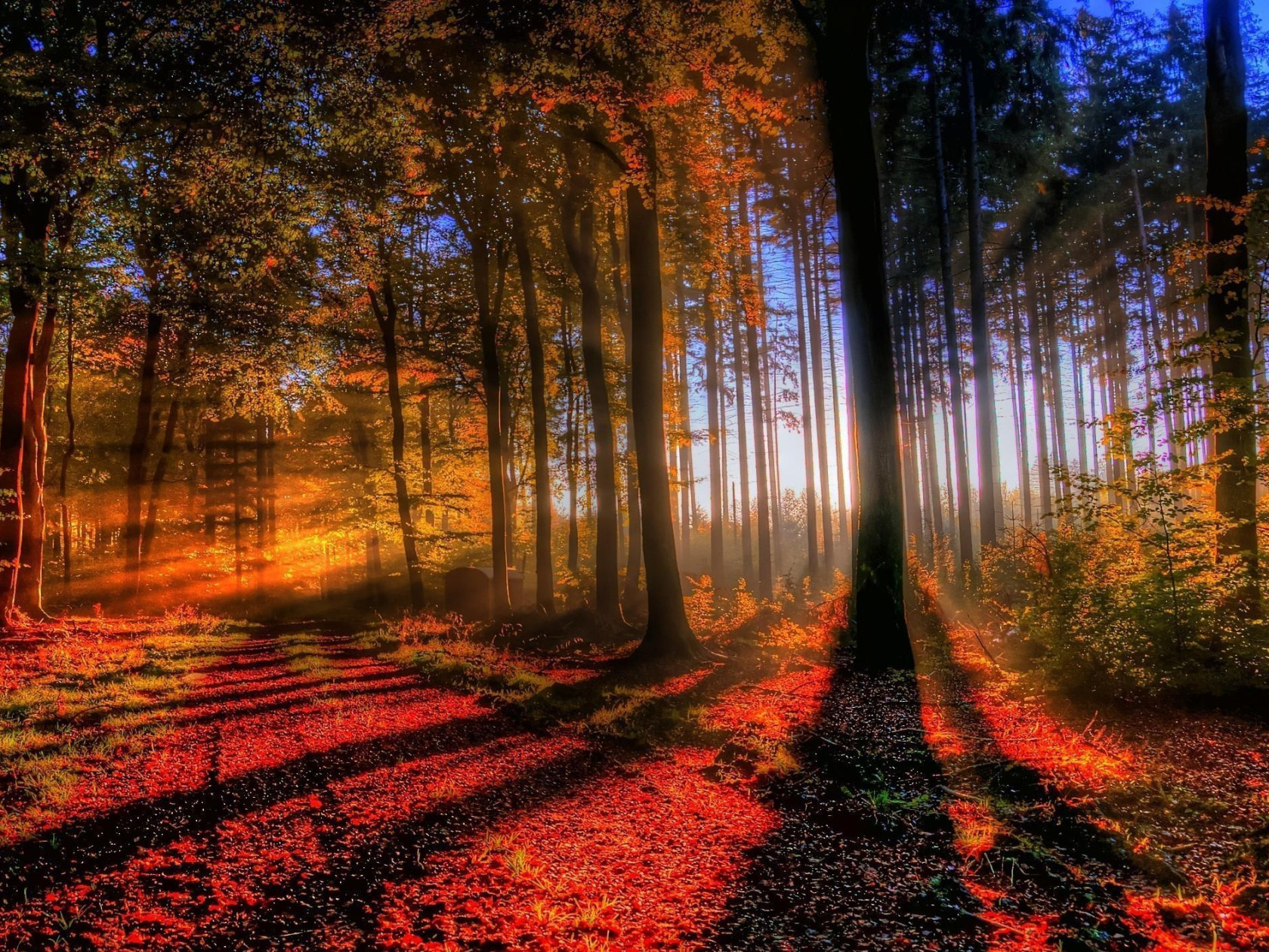 Good Morning Forest HD Wallpapers