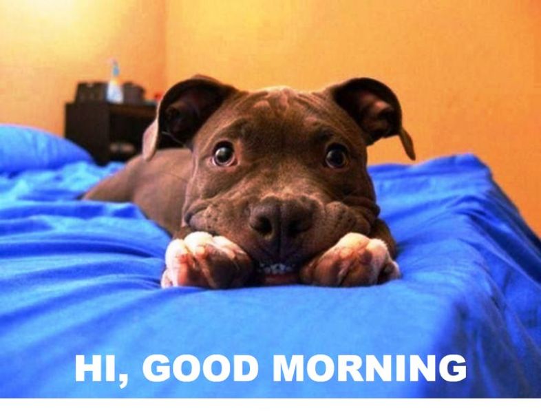 Funny Good Morning Puppy Pics