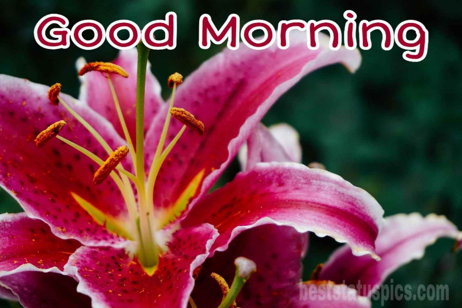 Good Morning Lily HD Wallpapers