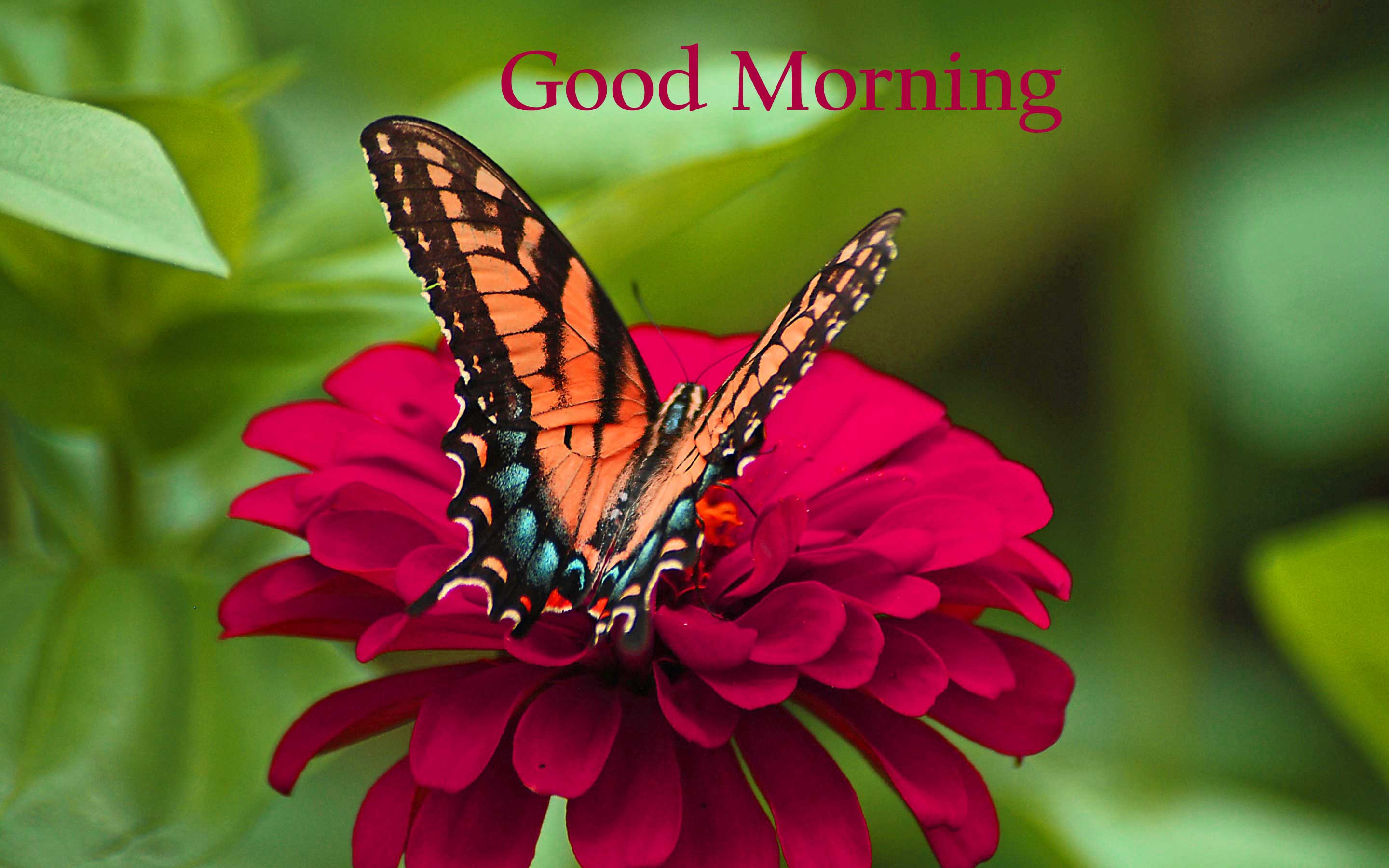 Good Morning Butterfly Images