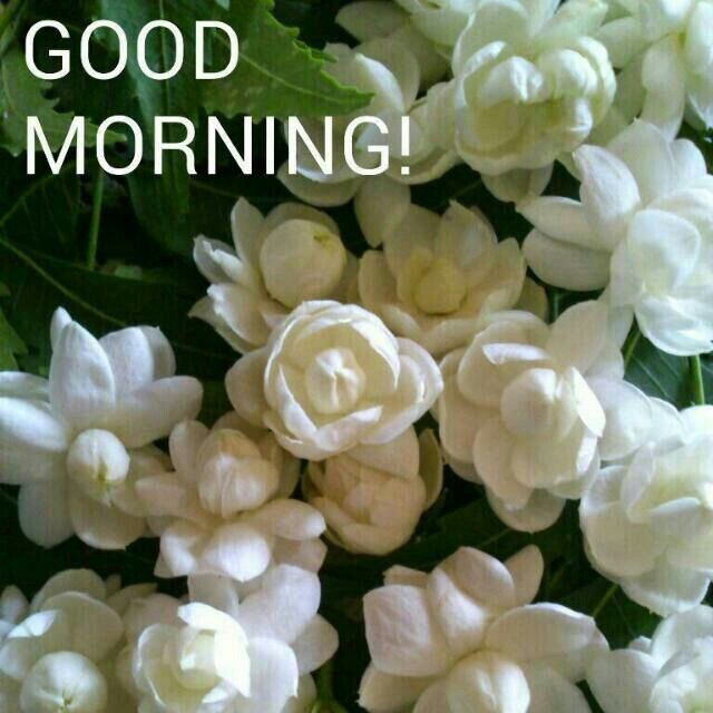 Good Morning Jasmine HD Images For WhatsApp