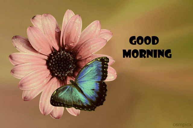 Good Morning Butterfly Images HD For WhatsApp