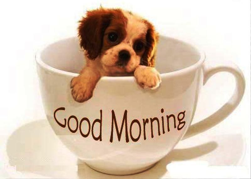 Good Morning Puppy Images HD For WhatsApp