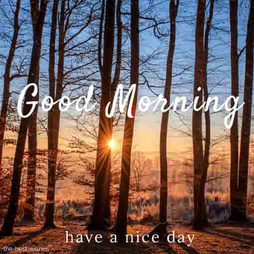 Good Morning Forest Pictures For WhatsApp