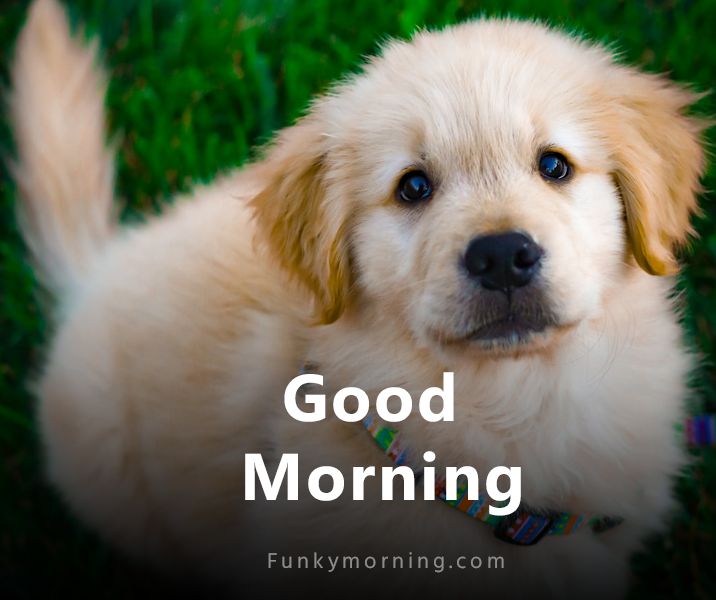 Good Morning Puppy Images HD For WhatsApp