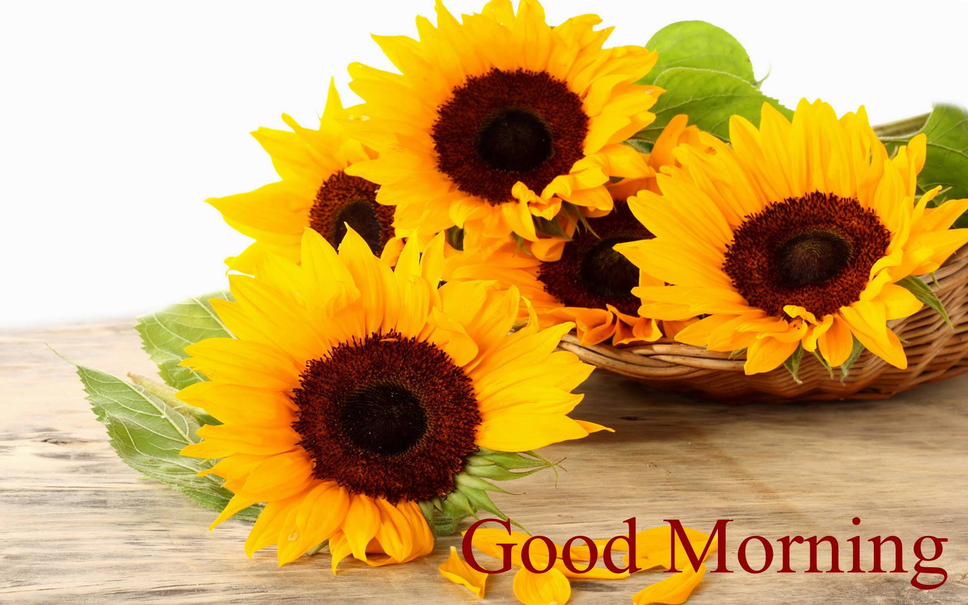 Good Morning Sunflower Images Full HD