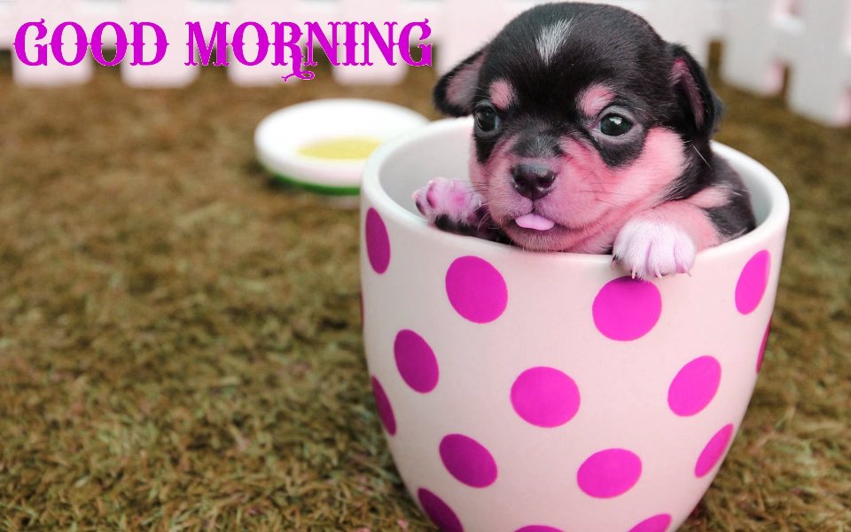 Good Morning Puppy Images HD For WhatsApp