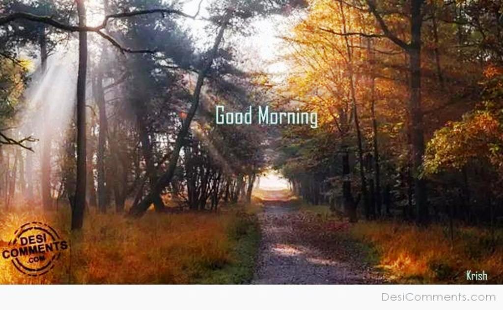 Good Morning Forest Pictures For WhatsApp