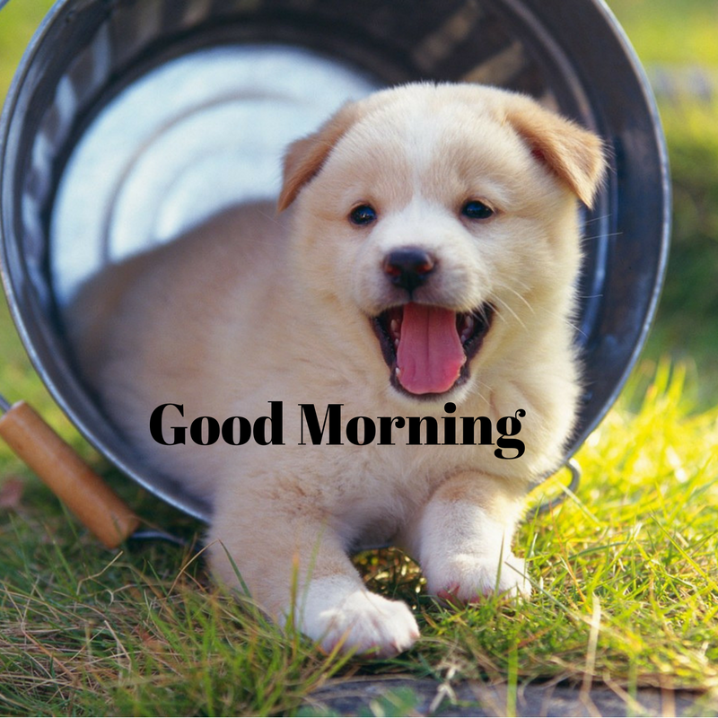 Good Morning Puppy Images HD For WhatsApp