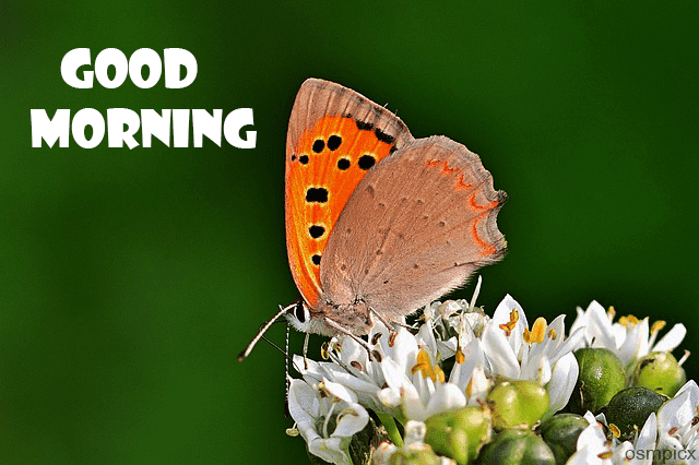 Good Morning Butterfly Images HD For WhatsApp