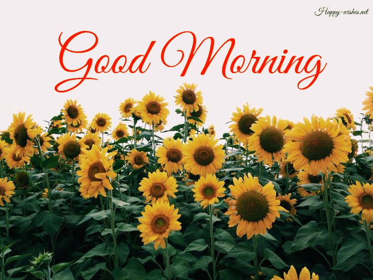 Good Morning Sunflower Images