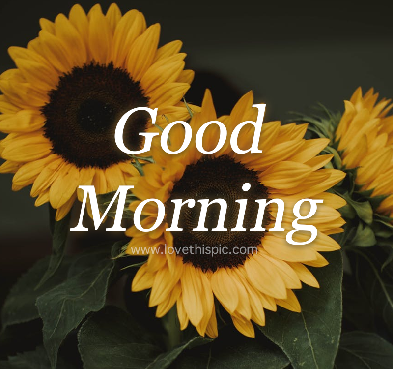 Good Morning Sunflower Images