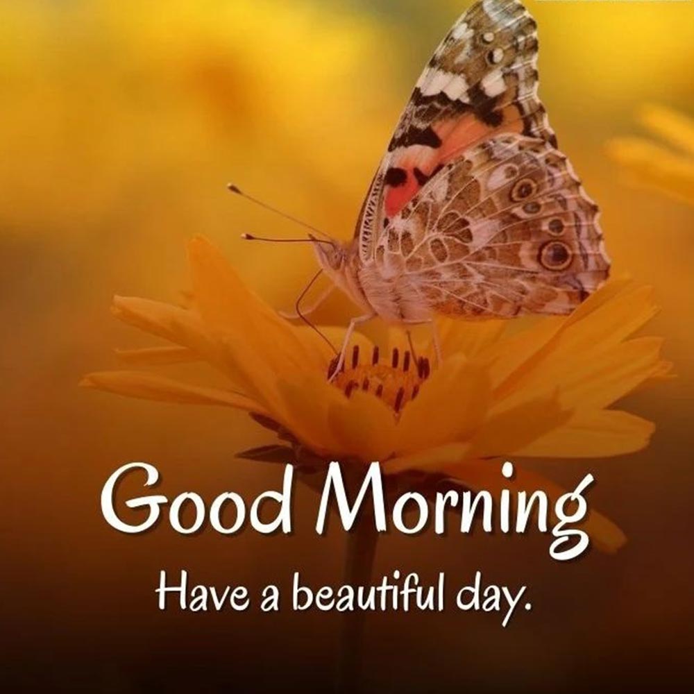 51+ Good Morning Butterfly Images, Butterfly Quotes & Wishes
