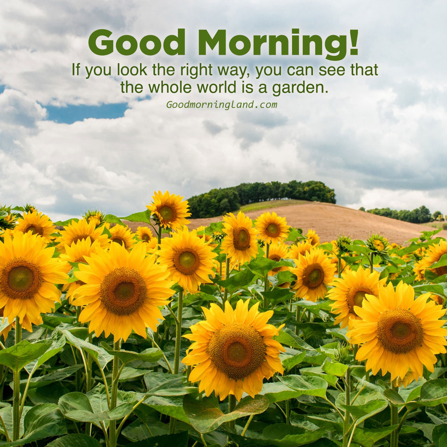 Good Morning Sunflower Images