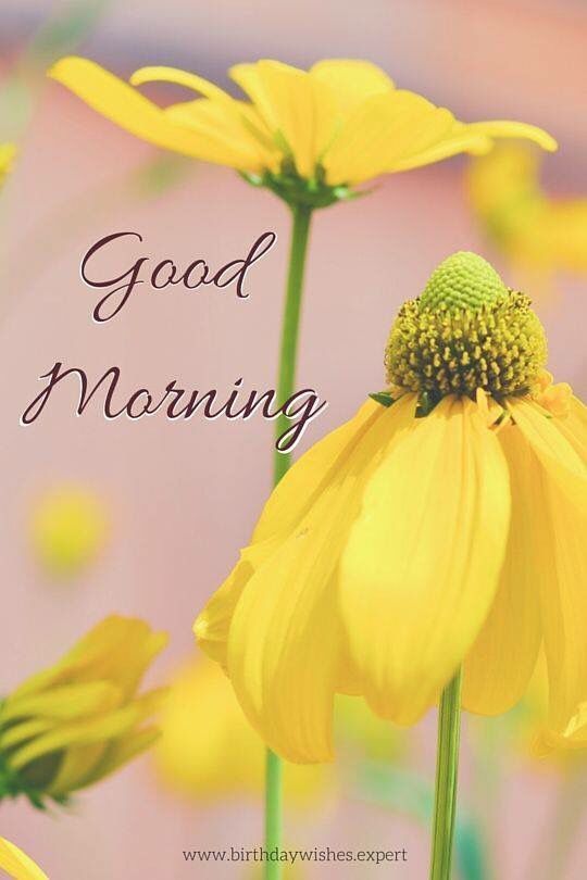 Good Morning Sunflower Images