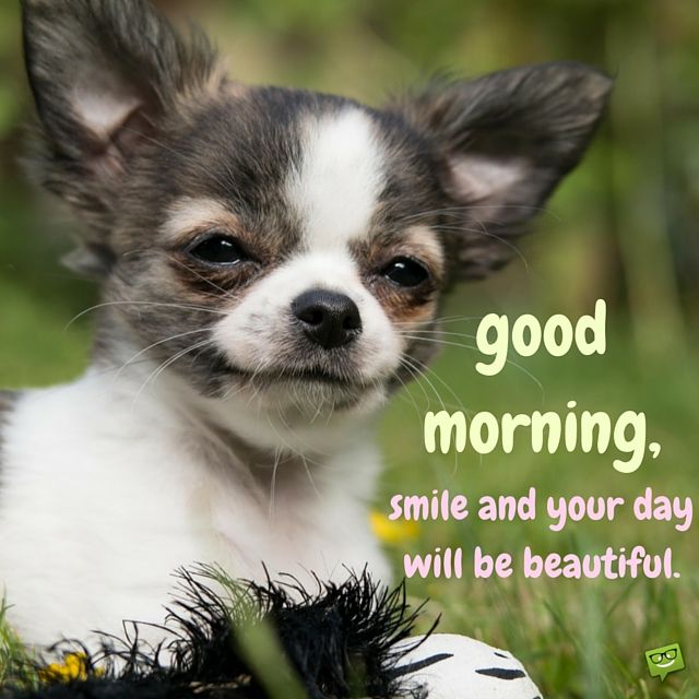 Beautiful Good Morning Dog Images