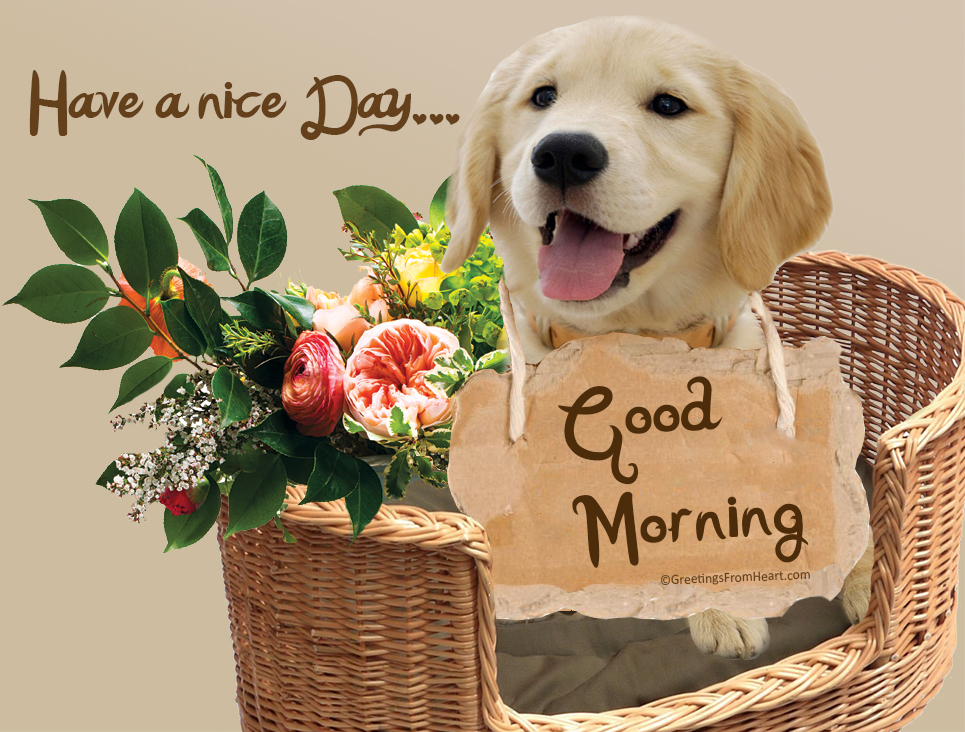 Beautiful Good Morning Dog Images