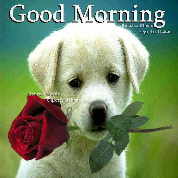 Beautiful Good Morning Dog Images