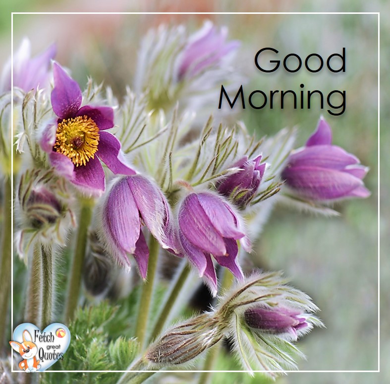 Good Morning Spring Flowers Images