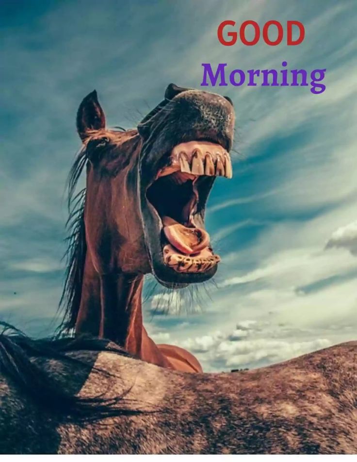 Good Morning Lucky White Horse Images