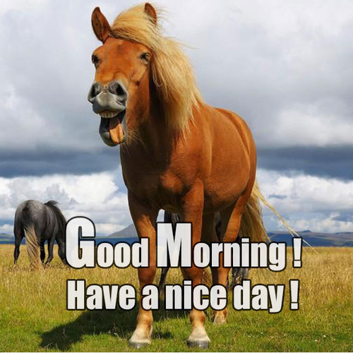 Good Morning Funny Horse Images