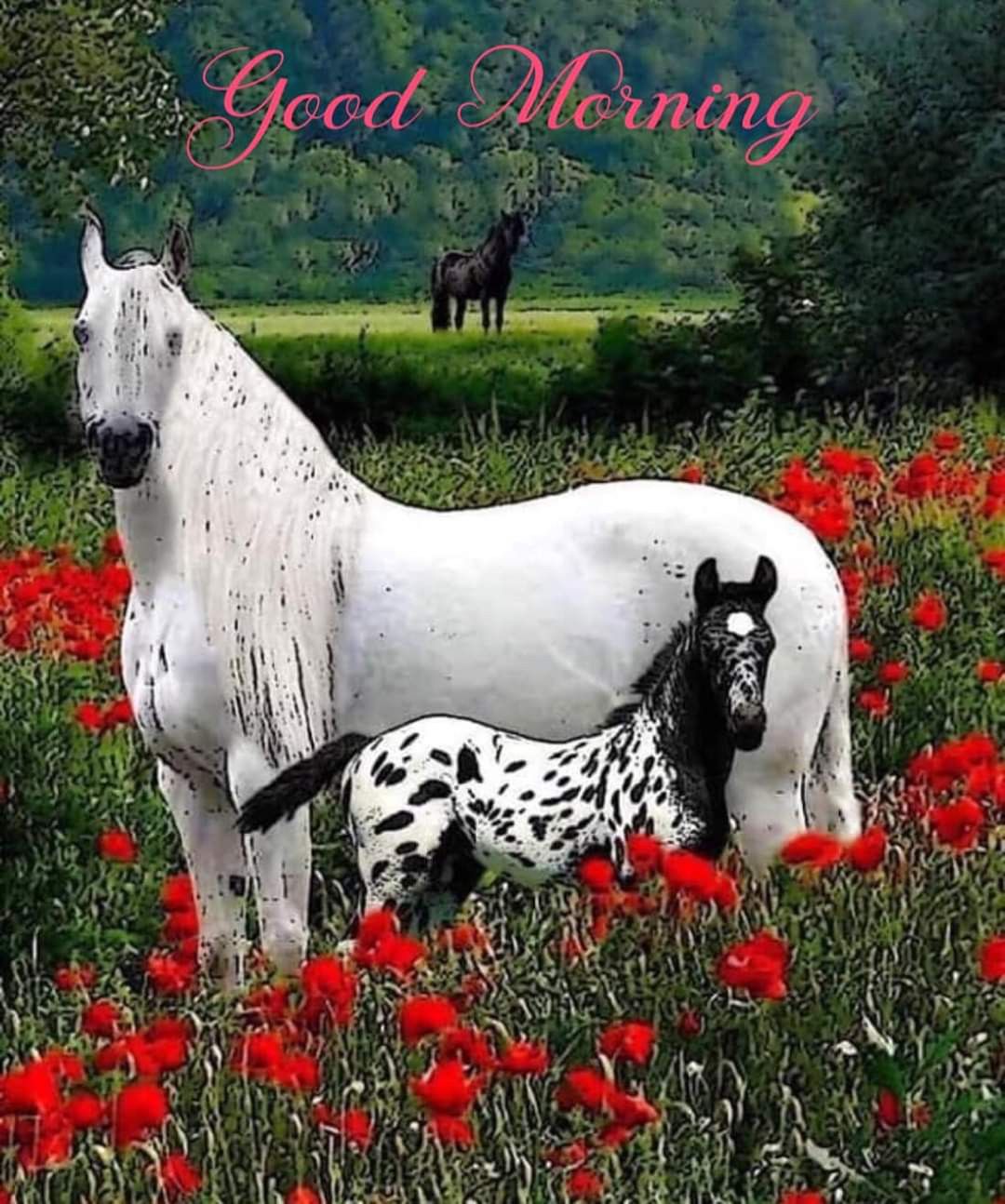 Good Morning Horse Quotes