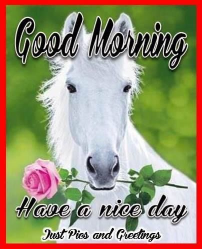 51+ Best Good Morning Horse Images, Running White Horses