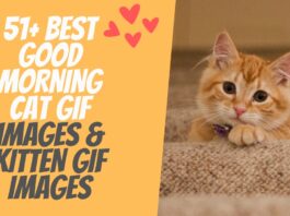 51+ Best Good Morning Cat GIF Images & Kitten GIF Images