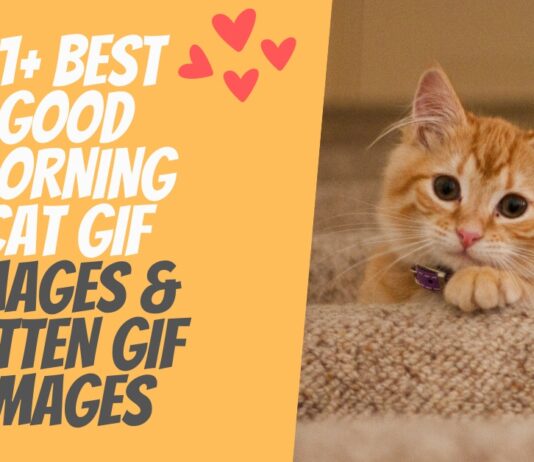 51+ Best Good Morning Cat GIF Images & Kitten GIF Images