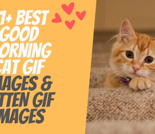 51+ Best Good Morning Cat GIF Images & Kitten GIF Images