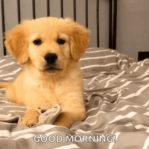 Cute Good Morning Puppy GIF Images
