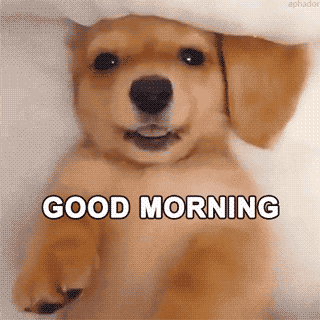 Good Morning Dog Funny GIF Images