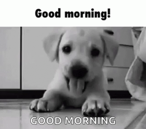 Good Morning Dog GIF Images