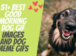 51+ Best Good Morning Dog GIF Images And Dog Meme GIFs