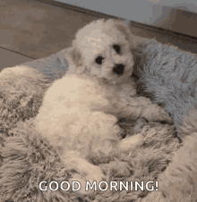 51+ Best Good Morning Dog GIF Images And Dog Meme GIFs