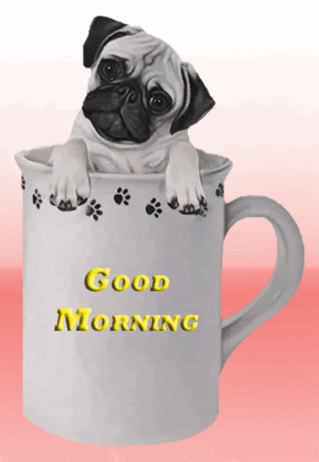 Good Morning Dog Meme GIF Images